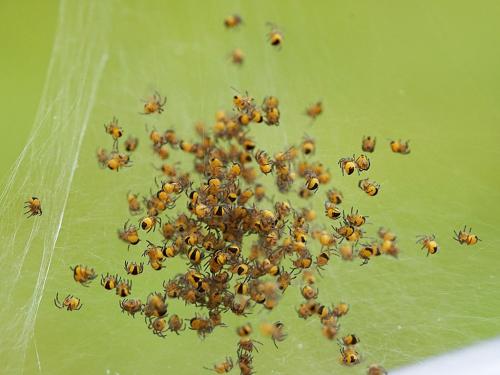 Araneus diadematus